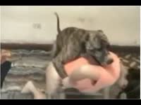 Brunette got fucked from behind by dog's dick